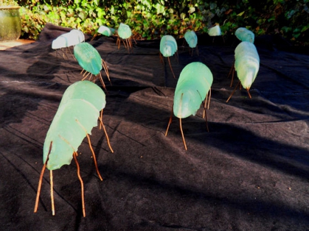 Petra Oberhaeuser, Glasamoeben, Glas, Draht, 2004 Petra Oberhaeuser, Glasamoeben, Glas, Draht, 2004